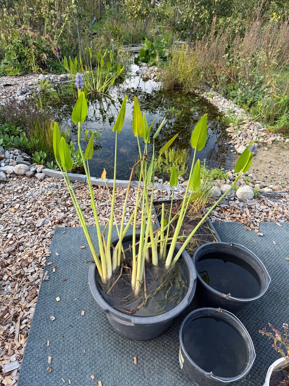 Pontederia cordata - moerashyacient voor vijver, Tuin en Terras, Ophalen, Volle zon, Vaste plant, Zomer