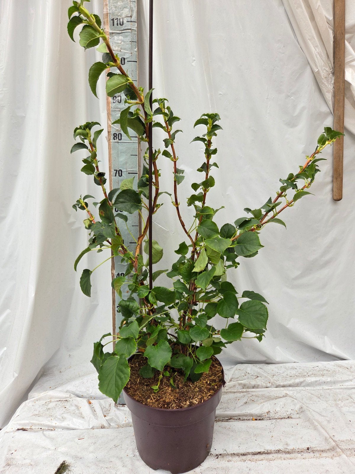 klimhortensia, Ophalen, Hortensia, Struik, 100 tot 250 cm