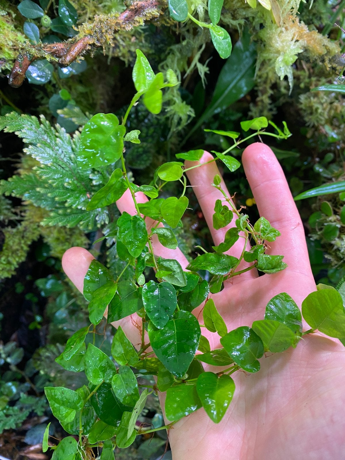 Ficus pumila var. pumila, Huis en Inrichting, Ophalen of Verzenden