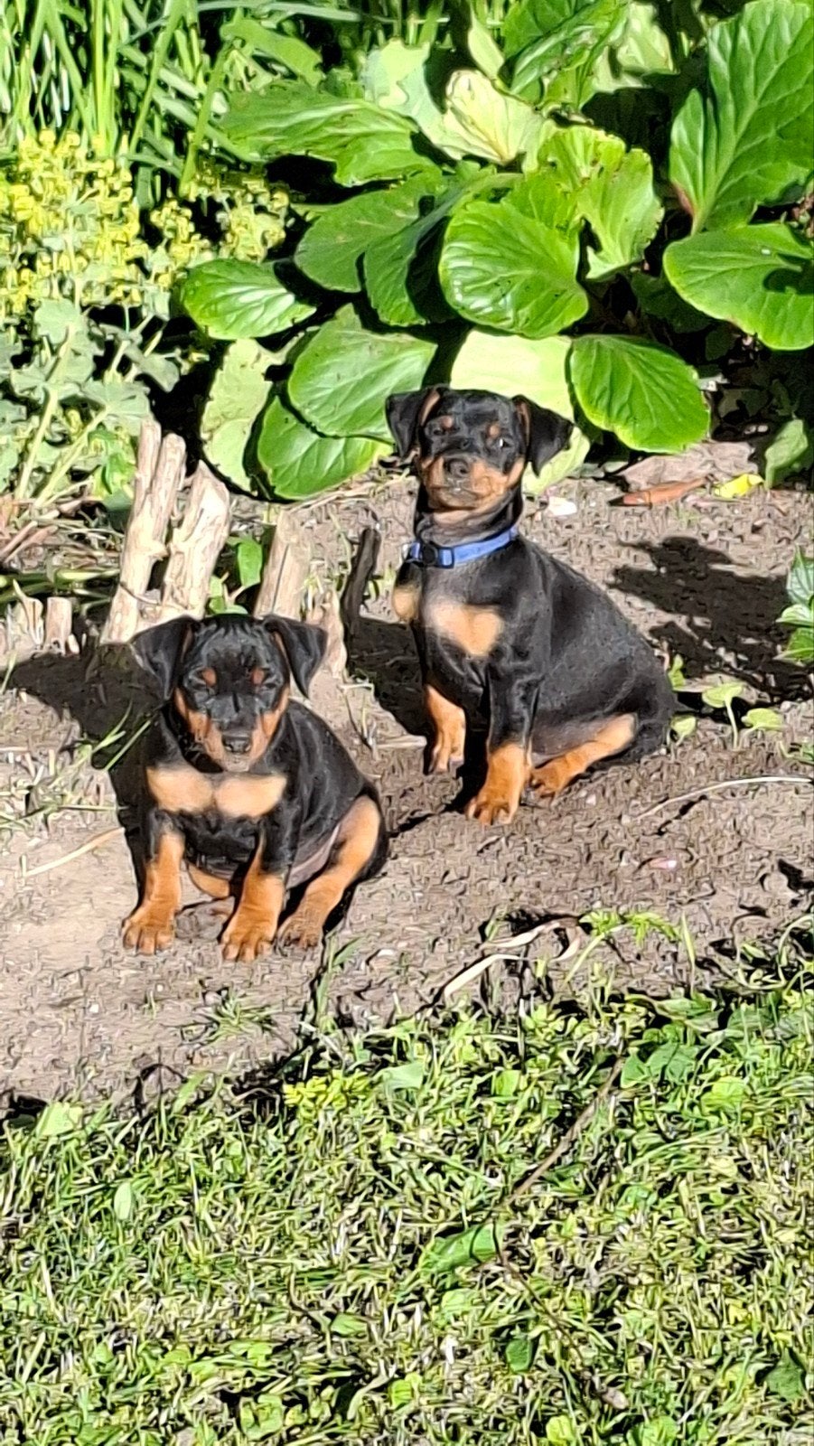 Dwerg Pincher pups aangeboden, Parvo, Overige rassen, 8 tot 15 weken, Meerdere