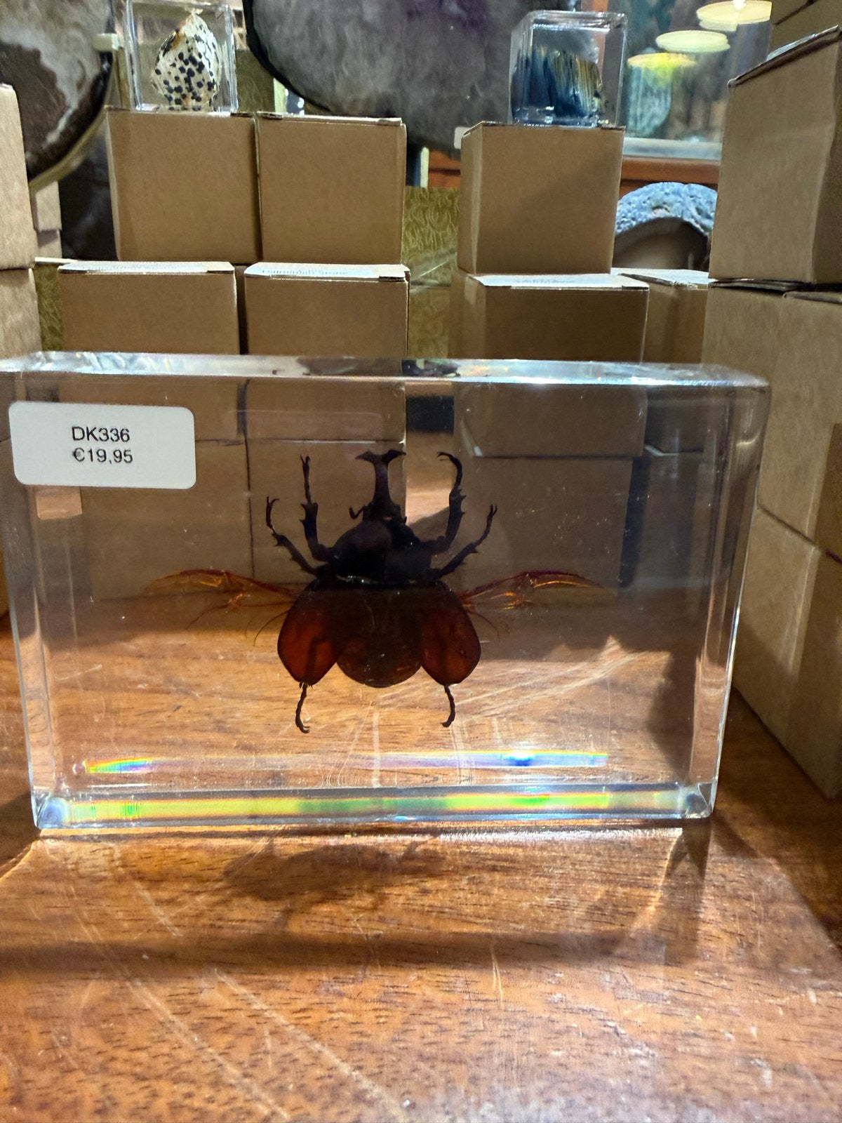 Neushoornkever in harsblok - DK336, Ophalen, Nieuw, Insect, Opgezet dier