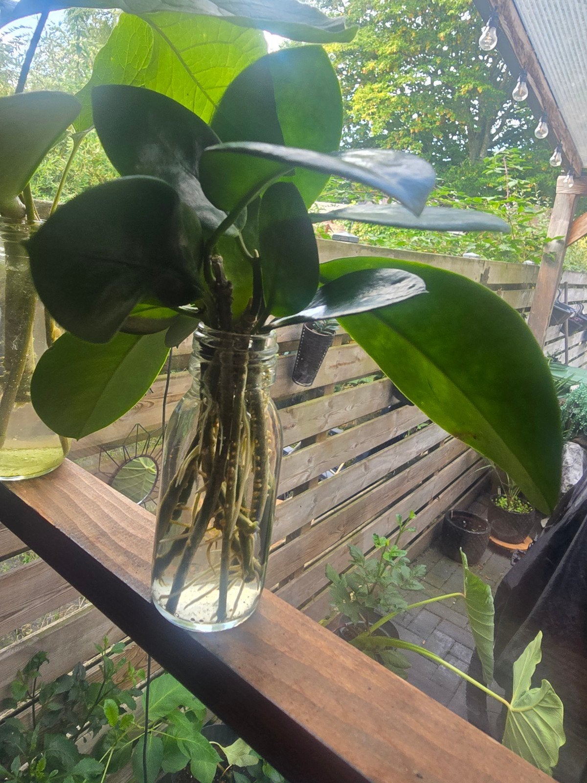 Hoya Australis stekjes kamerplant, Huis en Inrichting, Ophalen of Verzenden, Halfschaduw, Minder dan 100 cm