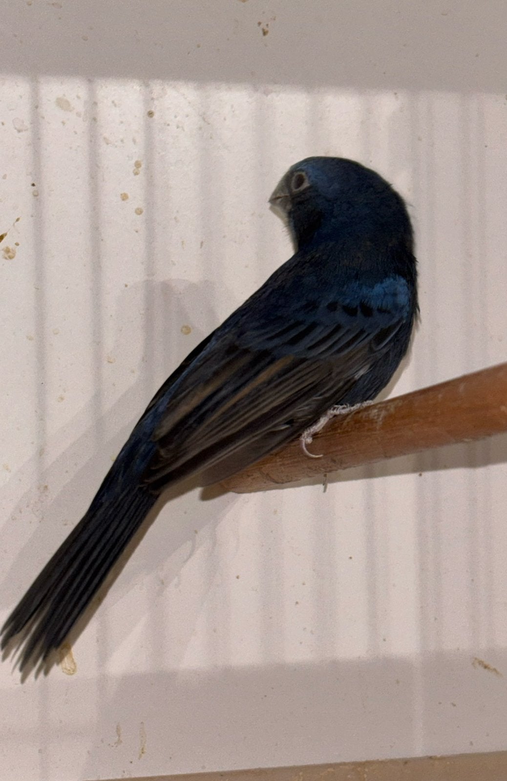 Blauwe Bisschop, Dieren en Toebehoren, Vogels | Overige Vogels, Mannelijk, Geringd