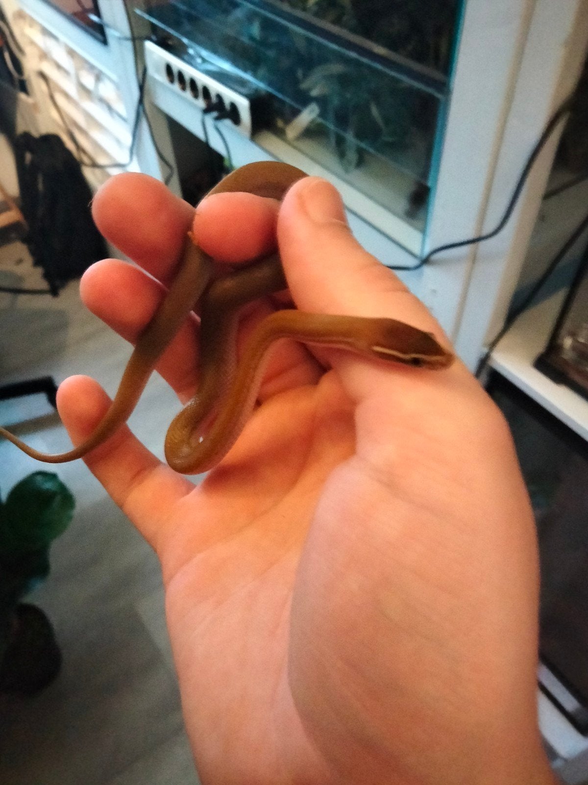 0.0.3 Boaedon Fuligulosis - Afrikaanse huisslang, Dieren en Toebehoren, Reptielen en Amfibieën, Slang, 0 tot 2 jaar, Tam