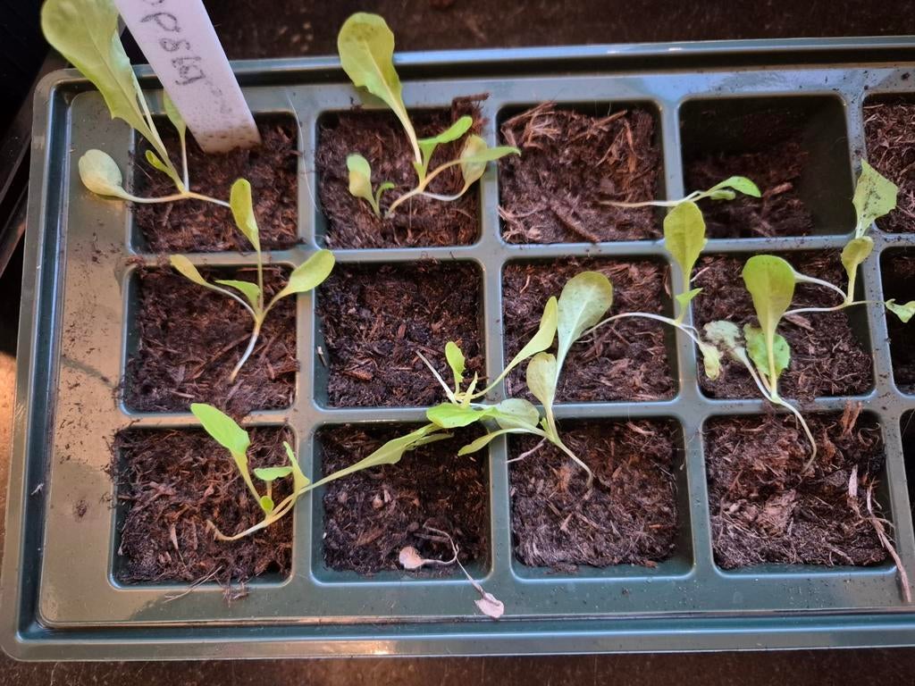 verschillende Moestuinplantjes, Tuin en Terras, Ophalen, Minder dan 100 cm, Overige soorten, Zomer