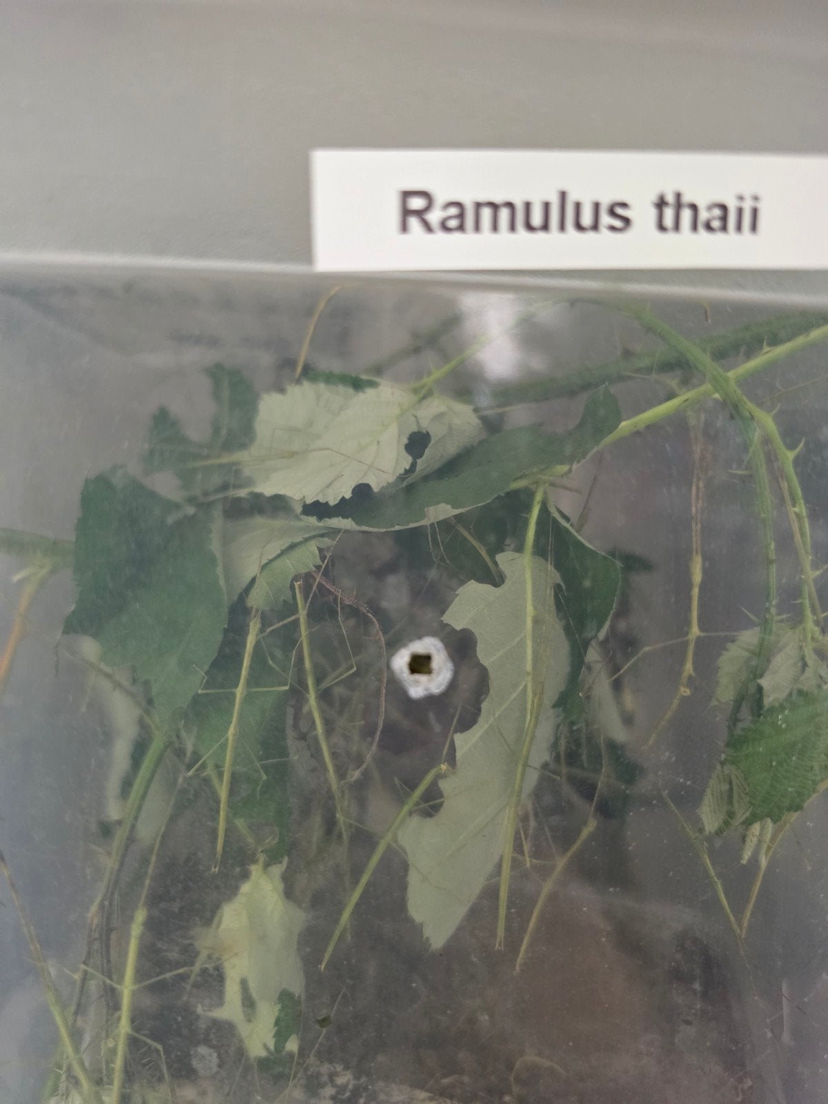Wandelende takken: 10x Ramulus thaii, Wandelende tak
