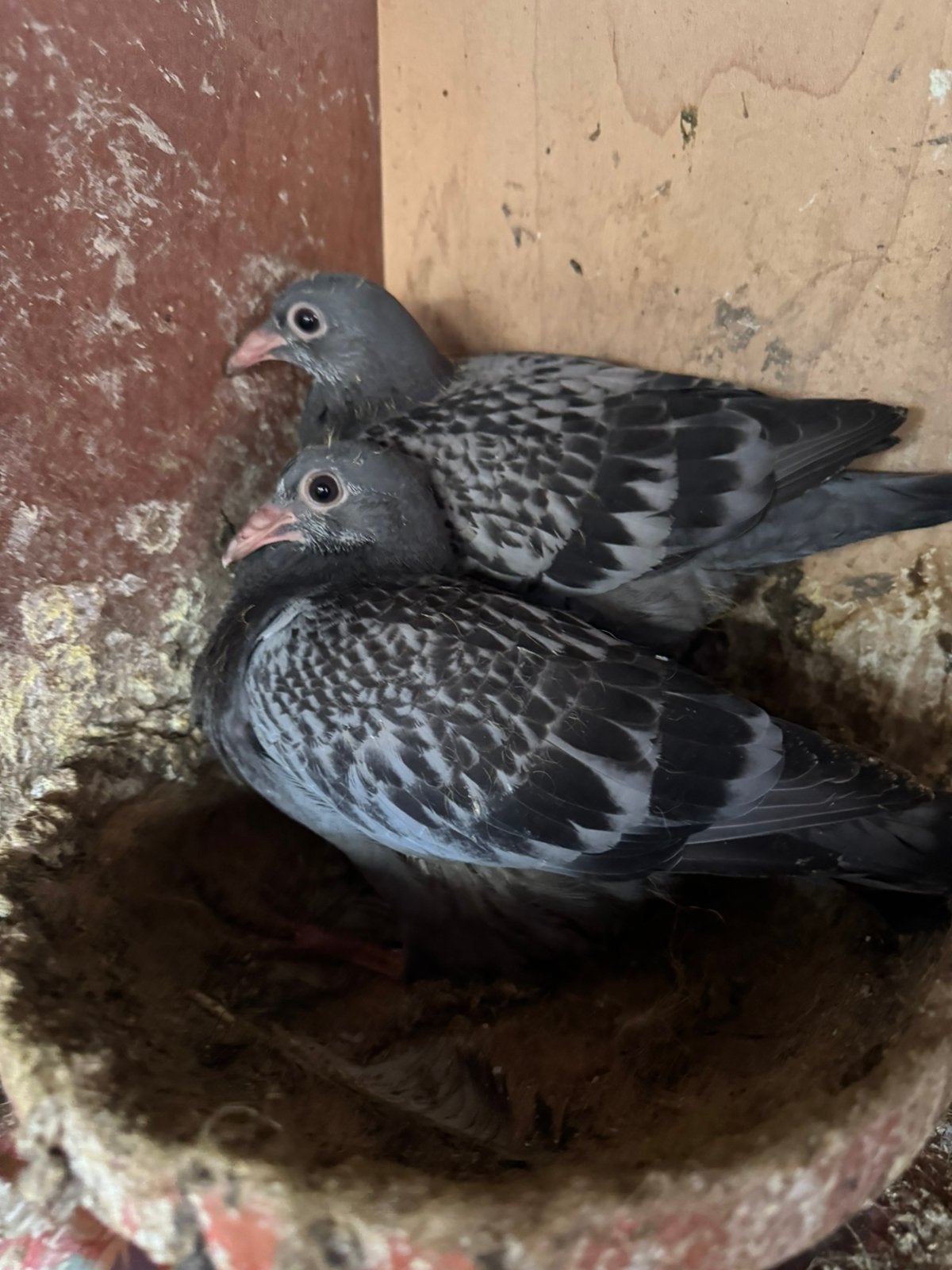 Jonge duiven, Dieren en Toebehoren, Vogels | Duiven, Postduif, Meerdere dieren