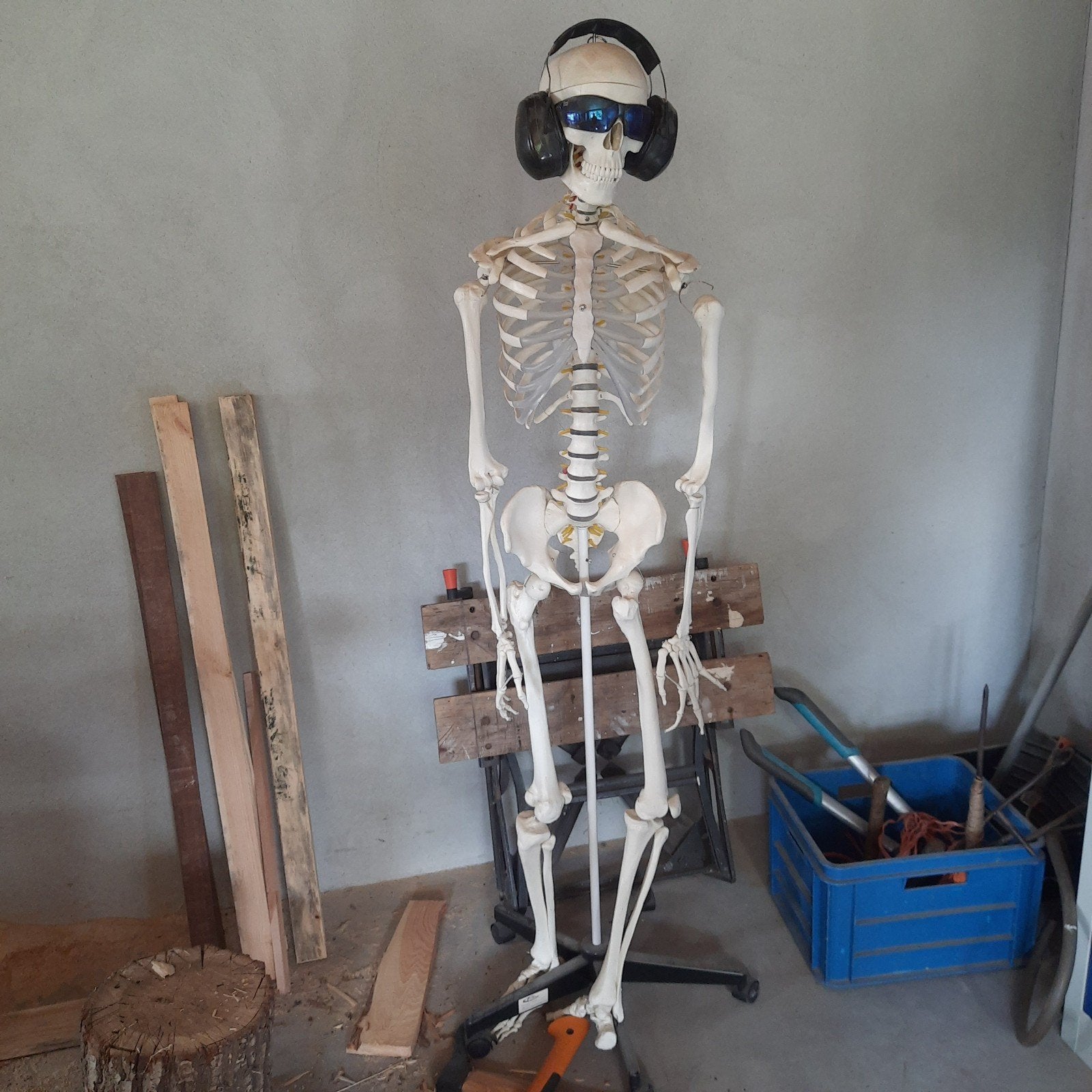 Anatomisch Skelet met standaard, Diversen, Ophalen