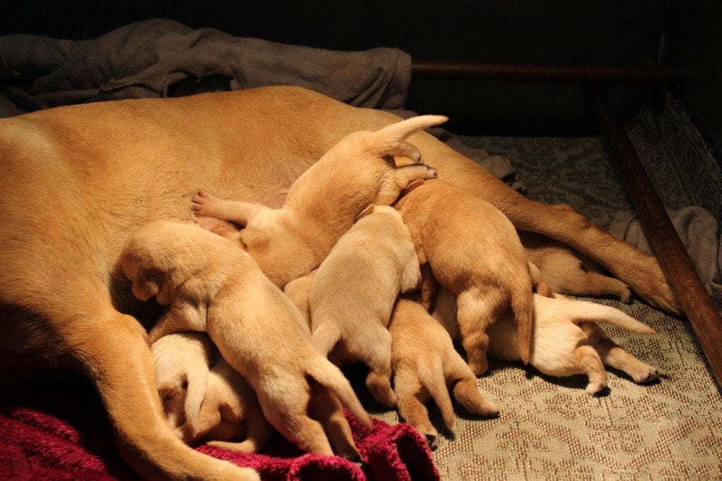 Blonde labrador pups met stamboom, Parvo, 8 tot 15 weken, Labrador retriever, Meerdere
