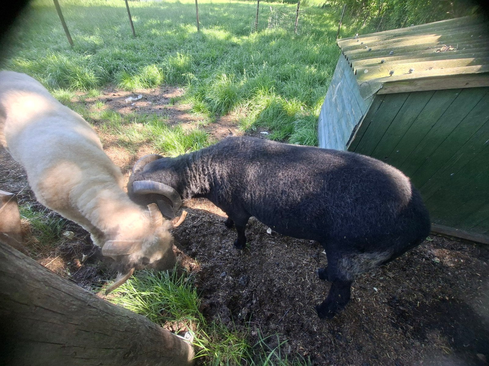 Ram, Dieren en Toebehoren, Schapen, Geiten en Varkens, Mannelijk, Schaap, 0 tot 2 jaar