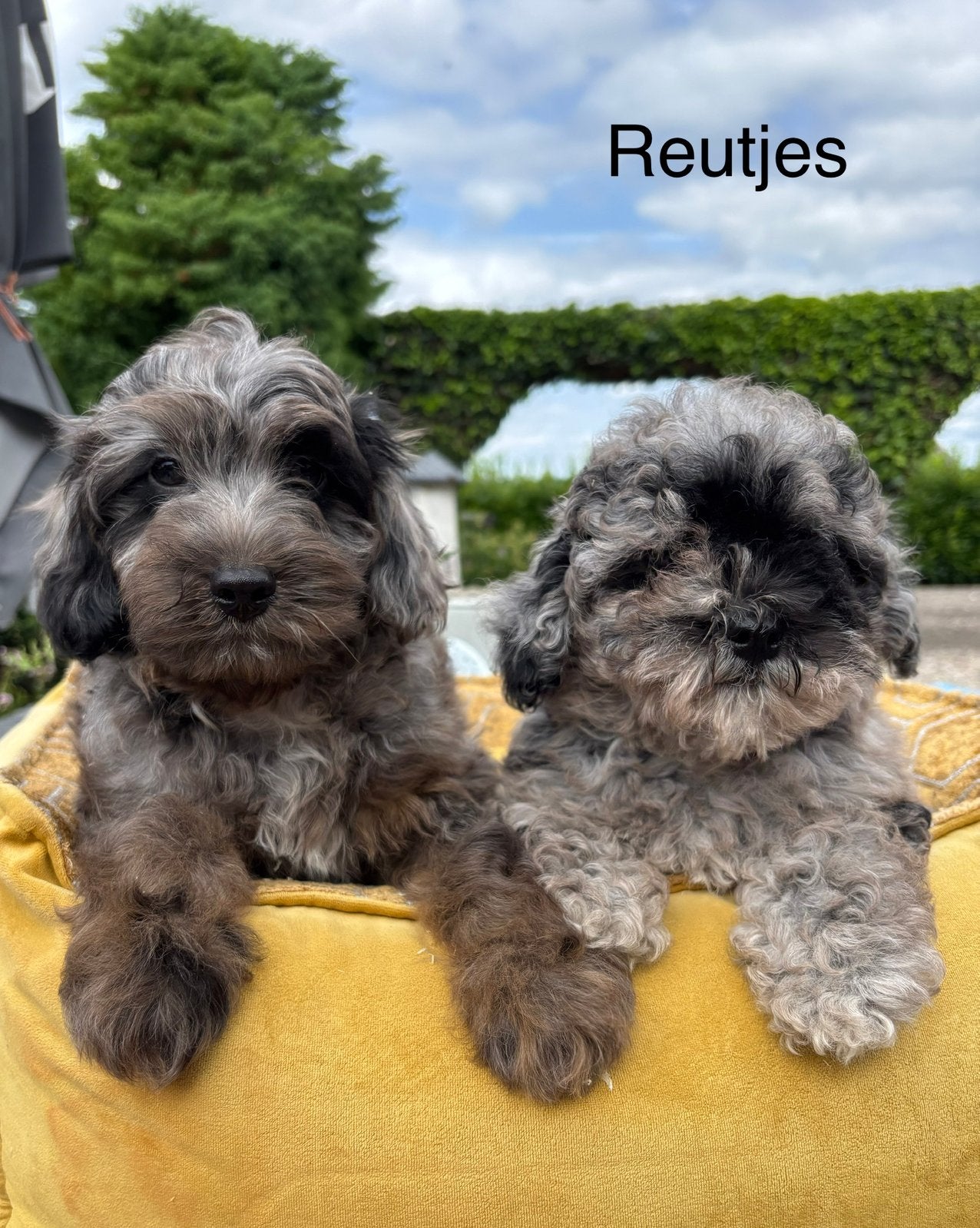 Labradoodle mini x Boomer pups, Dieren en Toebehoren, Nederland, Overige rassen, 8 tot 15 weken, Meerdere