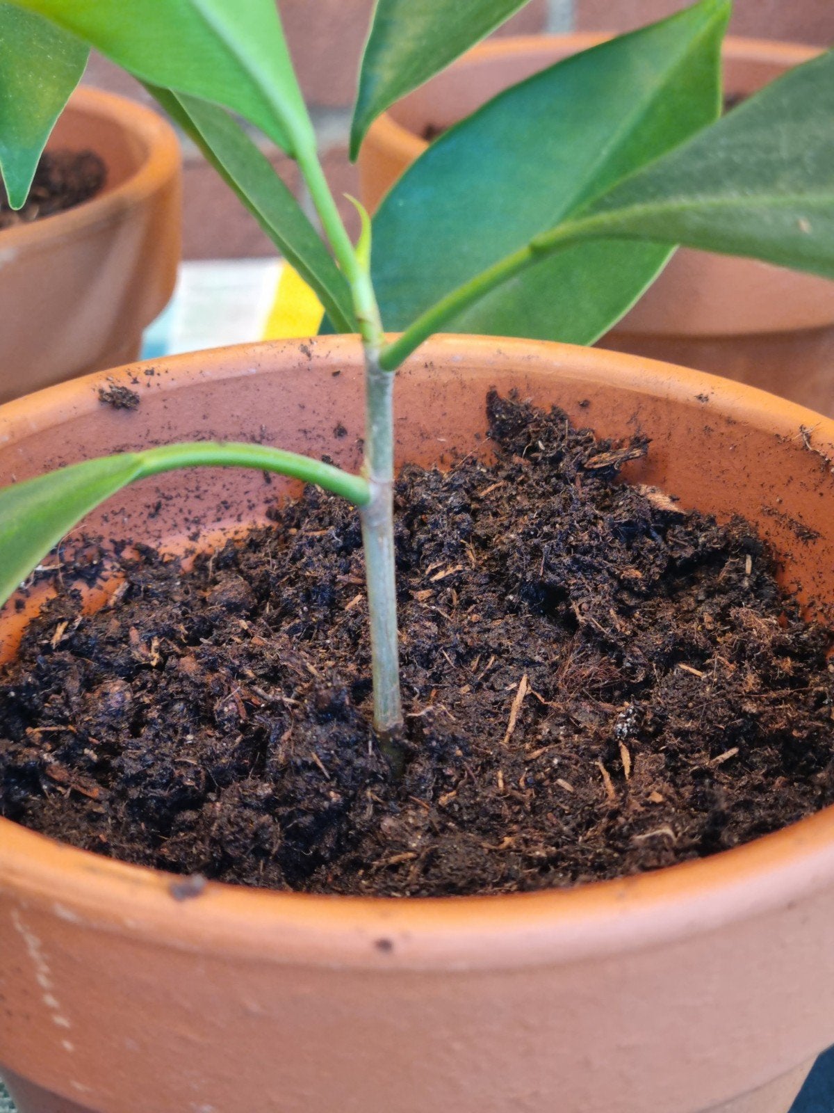 Bonsai Ficus stekjes met pot, Vaste plant, Bloeit niet, Halfschaduw, Ophalen