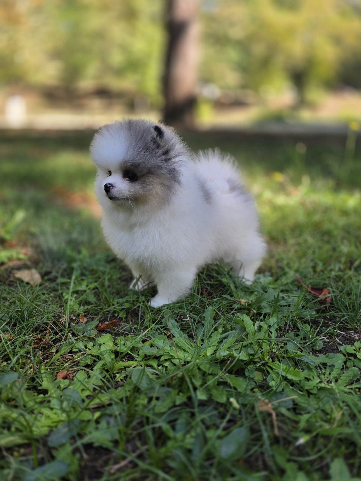 Pomeriaan pups, Particulier, 15 weken tot 1 jaar, Buitenland, Meerdere