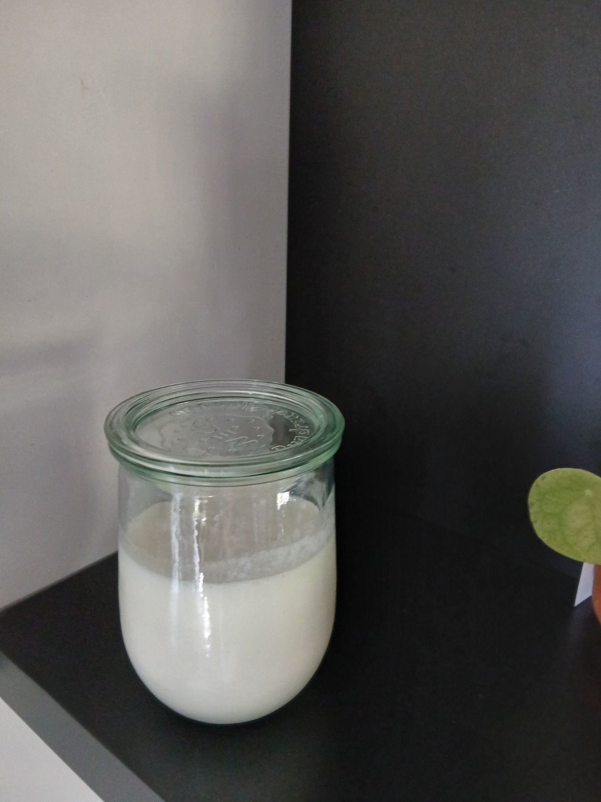 Actieve melk kefirkorrels, Diversen, Levensmiddelen, Ophalen
