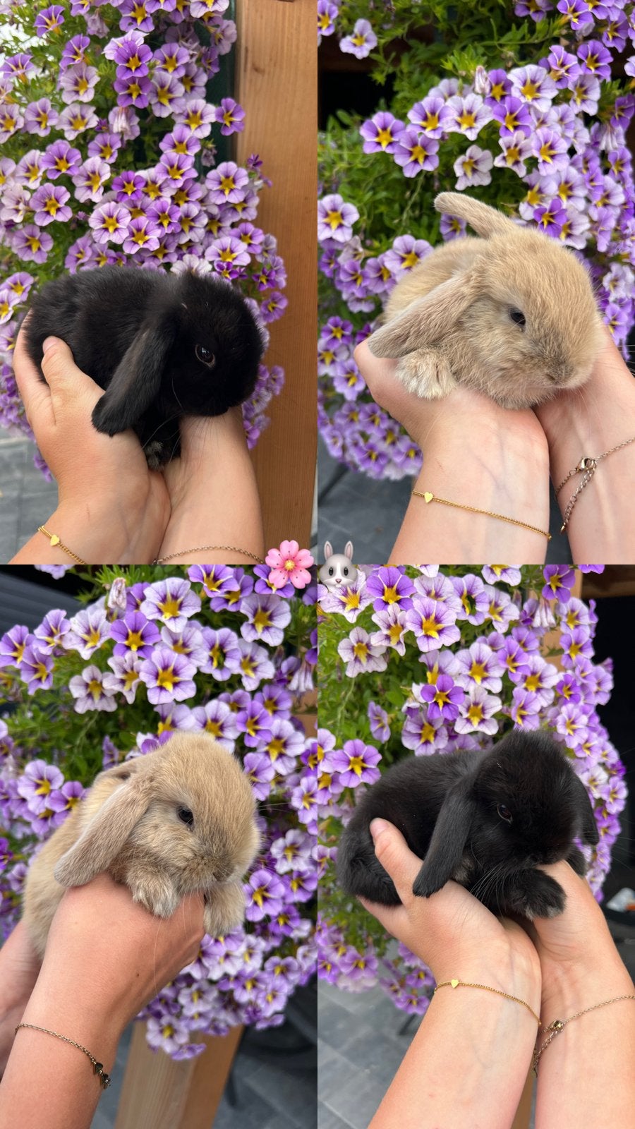 Super lieve dwerghangoorkonijntjes te koop!🌸🐰, Dieren en Toebehoren, Juni, Meerdere dieren, Overige typen