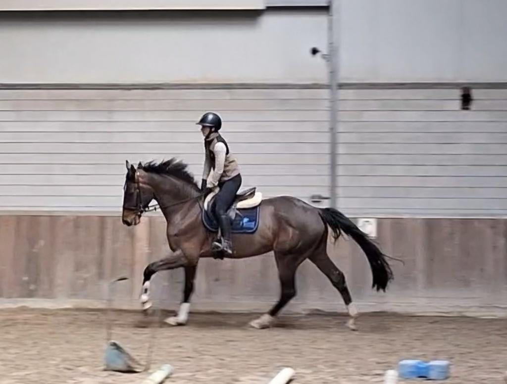 Ruig bewegende 4 jarige KWPN ruin van Fontaine TN *zadelmak*, Dieren en Toebehoren, Paarden, Met stamboom, Ruin, Dressuurpaard