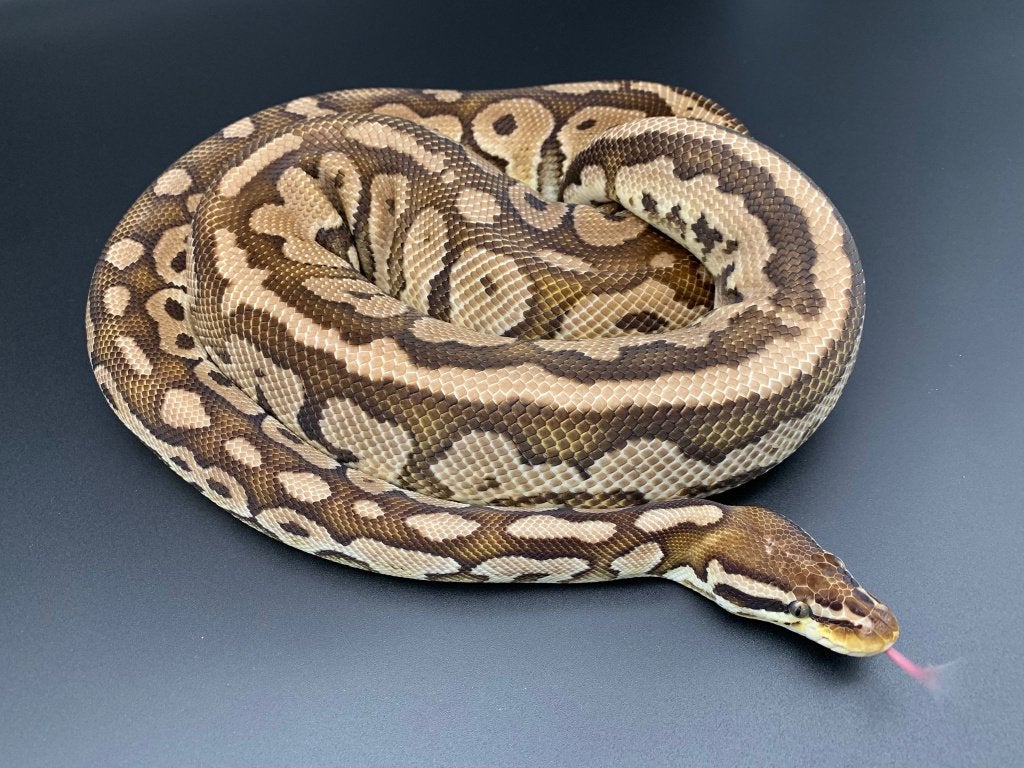 1.0 pastel special het pied python regius Ball Python photo 2