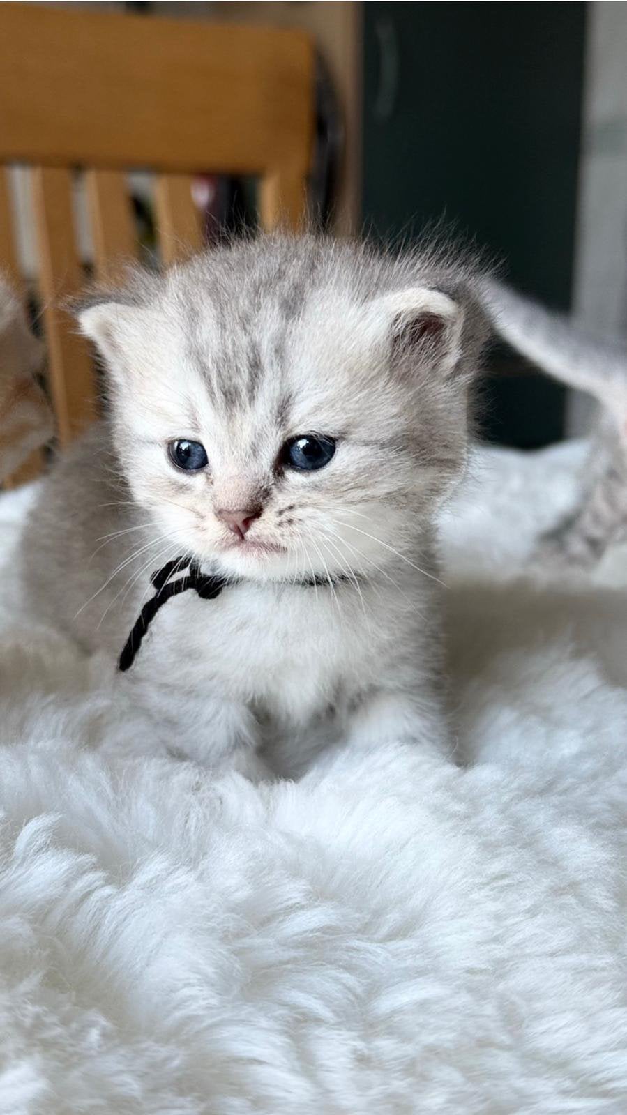 Britse korthaar kittens, Ontwormd