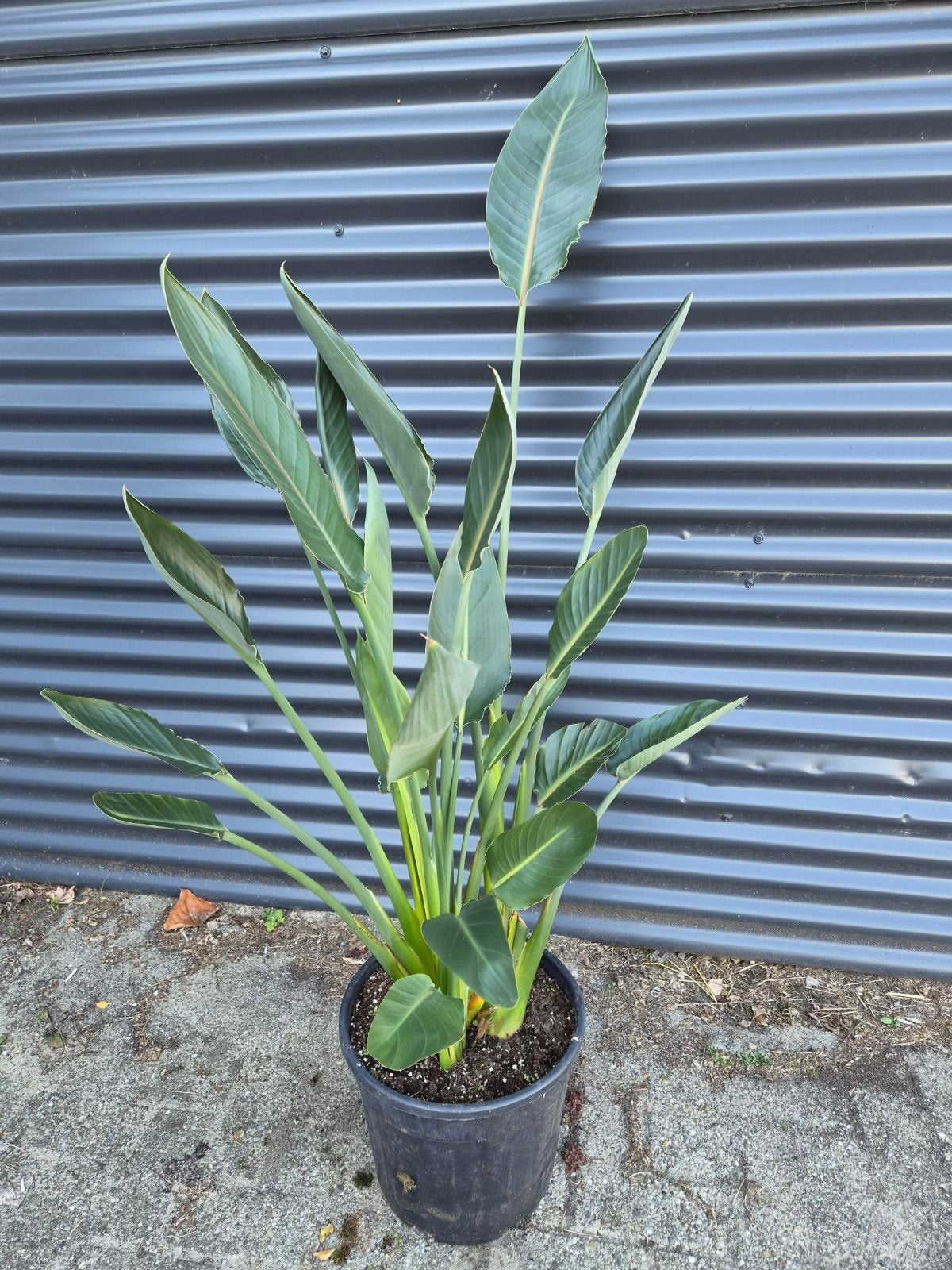 Strelitzia reginae (PARADIJSVOGELBLOEM), Huis en Inrichting, Ophalen, Halfschaduw