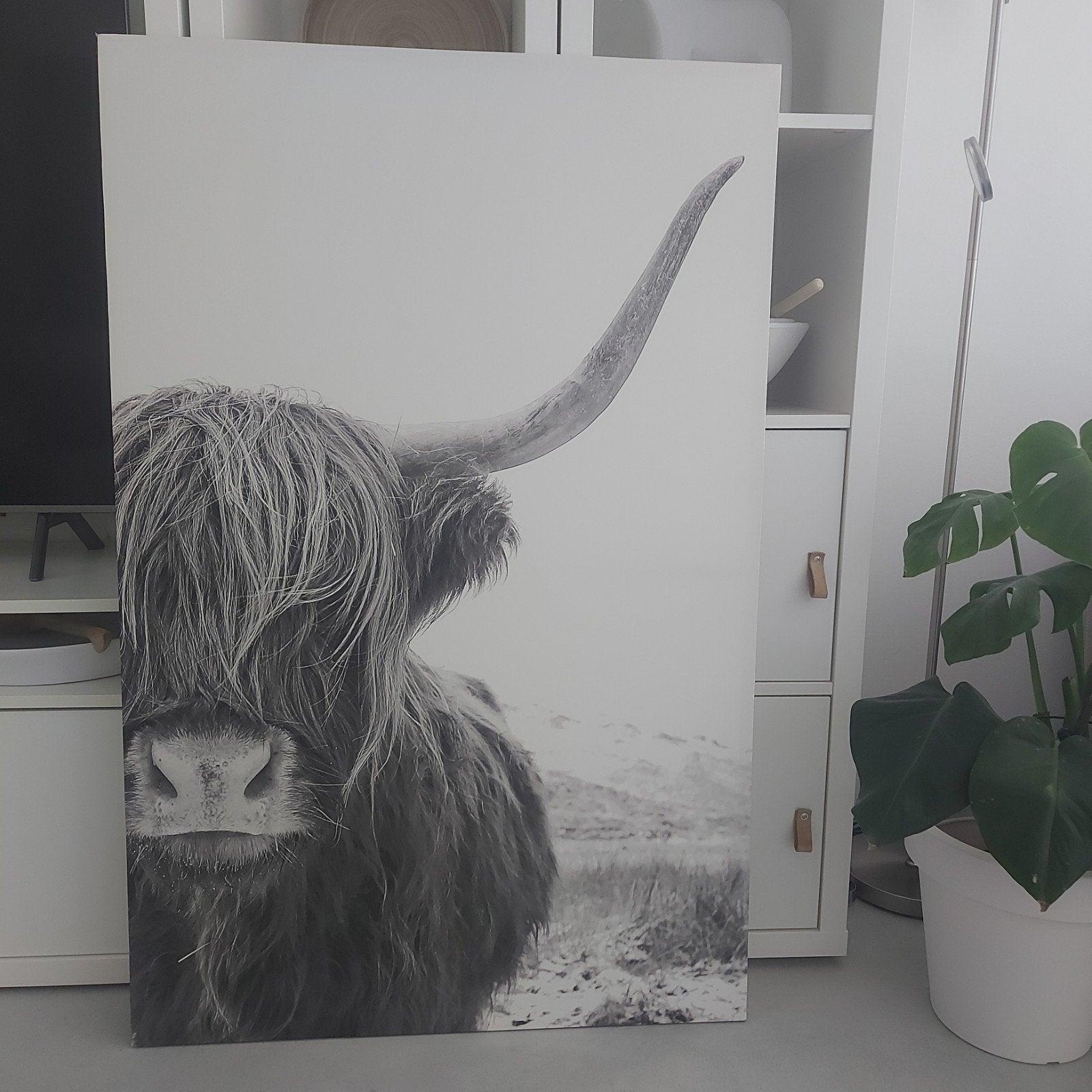 Grote zwart wit canvas doek schotse hooglander, Ophalen, 75 tot 100 cm, Foto of Poster, 75 – 100