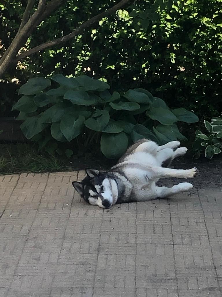 Gezonde Husky, Dieren en Toebehoren, Reu, Poolhond, Parvo, Eén hond