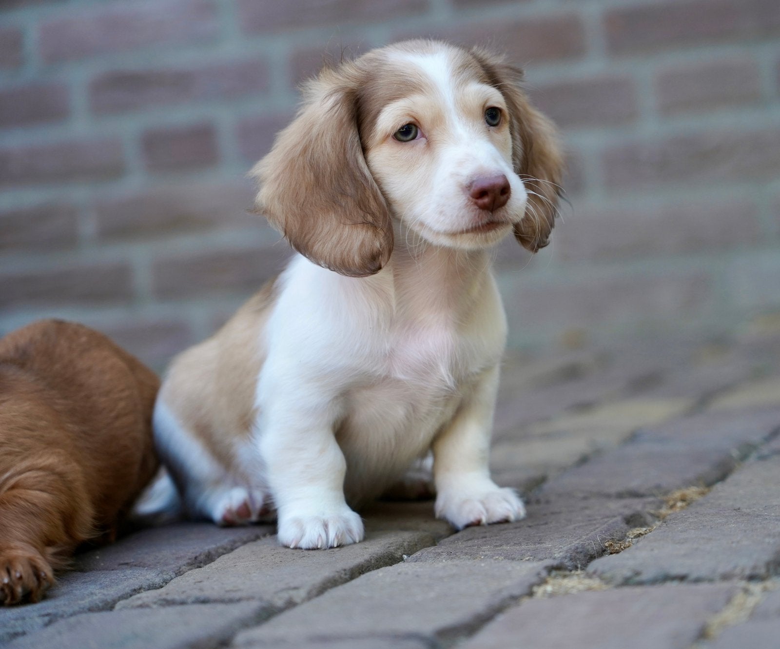 Langharige Dwergteckel pups | Teckel, Parvo, Nederland, 8 tot 15 weken, Dwerg