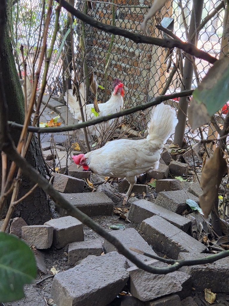 Leghorn kippen, Vrouwelijk, Kip