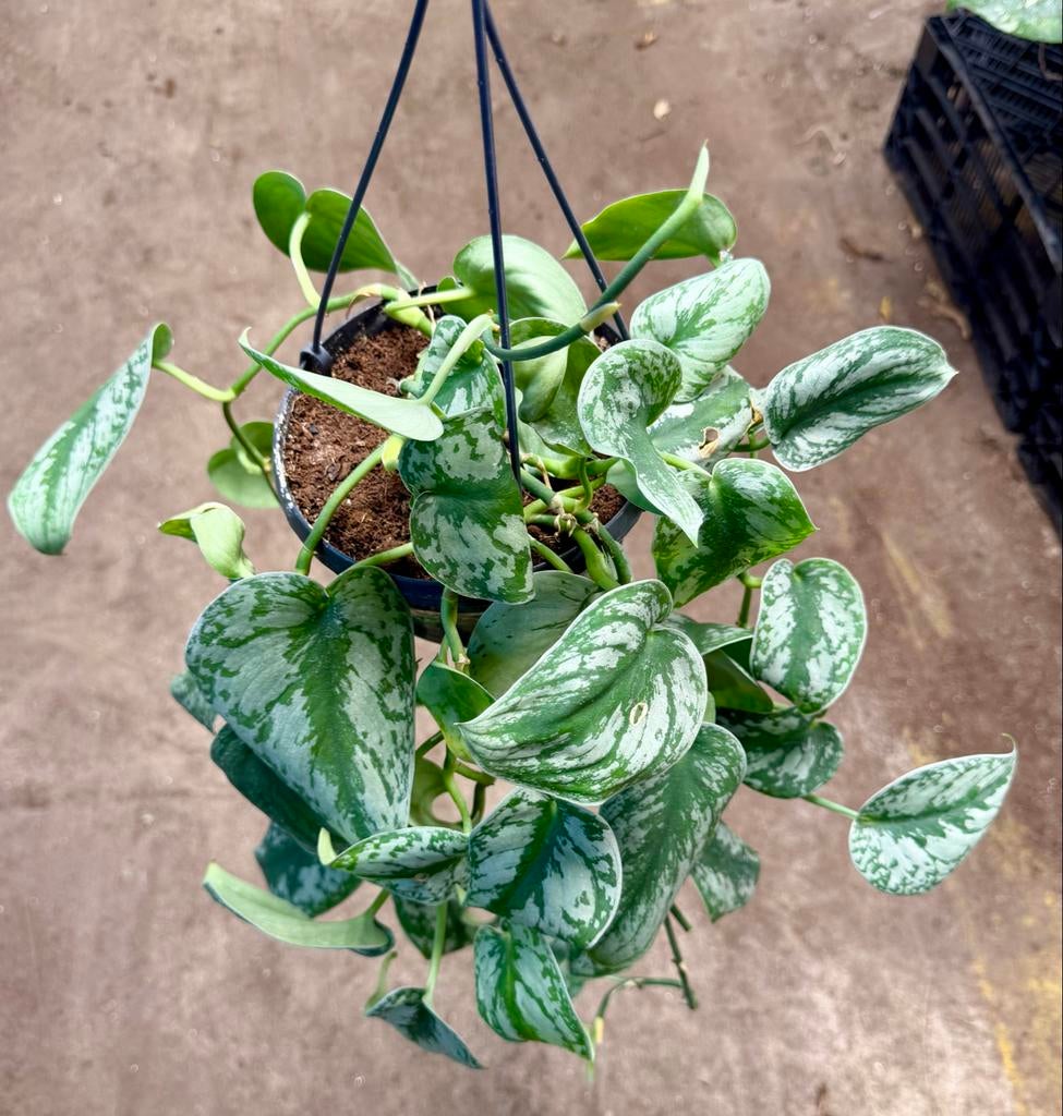 Scindapsus Trebie - Hangplant, Overige soorten, In pot, Minder dan 100 cm, Groene kamerplant