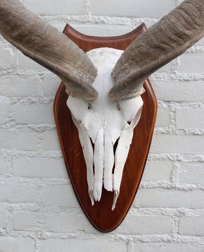 Grote Kudu schedel met hoorns op schild (ref. B), Verzamelen, Dierenverzamelingen, Ophalen of Verzenden, Gebruikt, Wild dier, Gewei of Kop