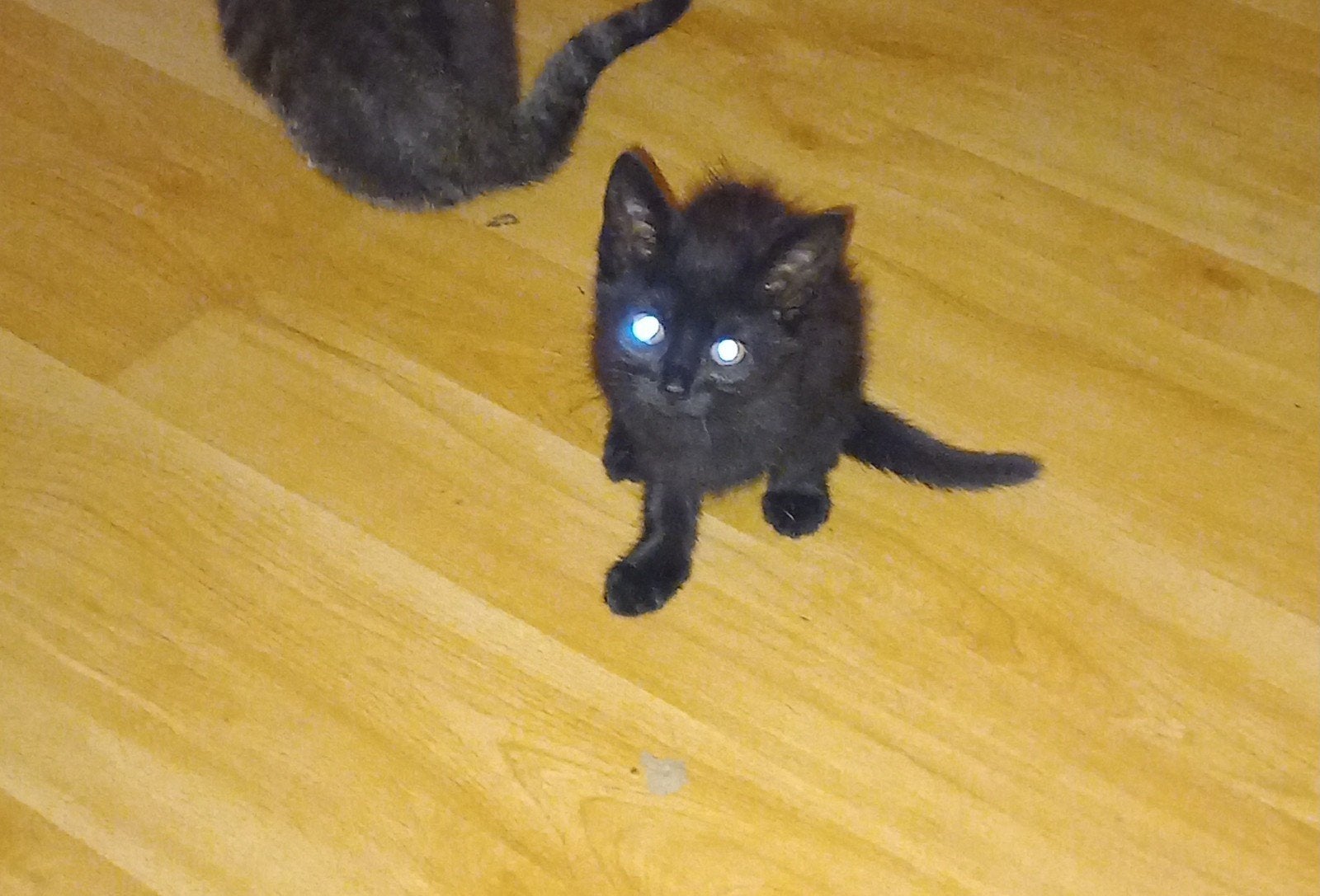 4 kittens 15 weken mogen weg, Meerdere dieren, Kortharig, 0 tot 2 jaar