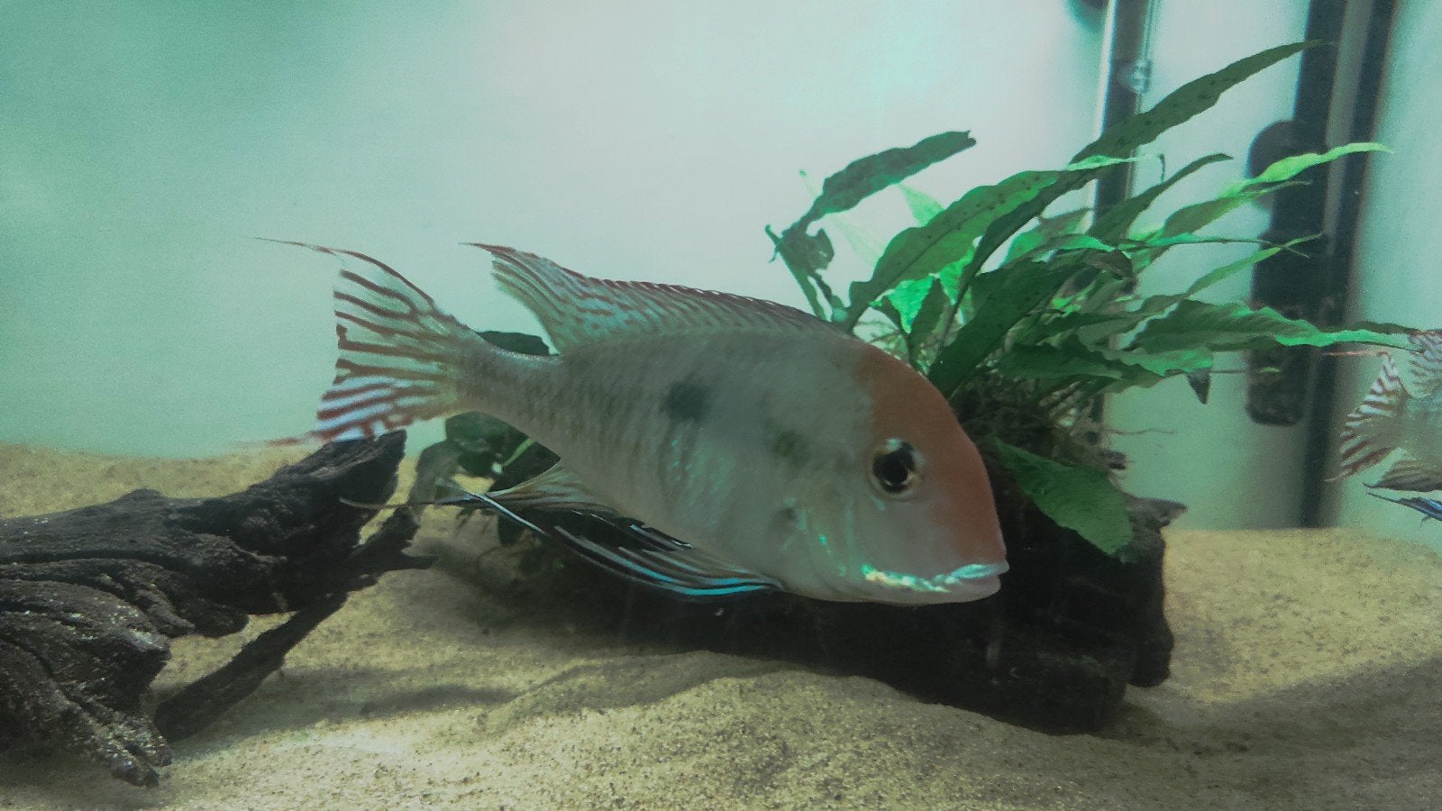 6x Geophagus Redhead Tapajos +/- 15 centimeter, Dieren en Toebehoren, Vis