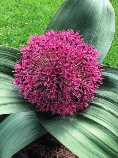 Zaden Allium Red Gigant, Ophalen of Verzenden, Volle zon