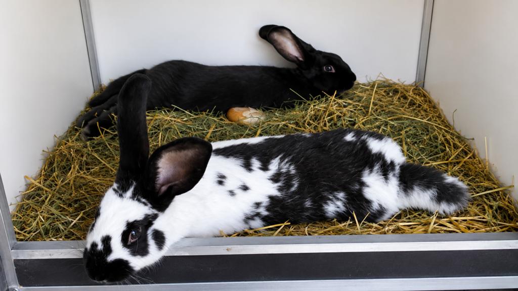 Lotharinger en belgische haas, Meerdere dieren, Groot