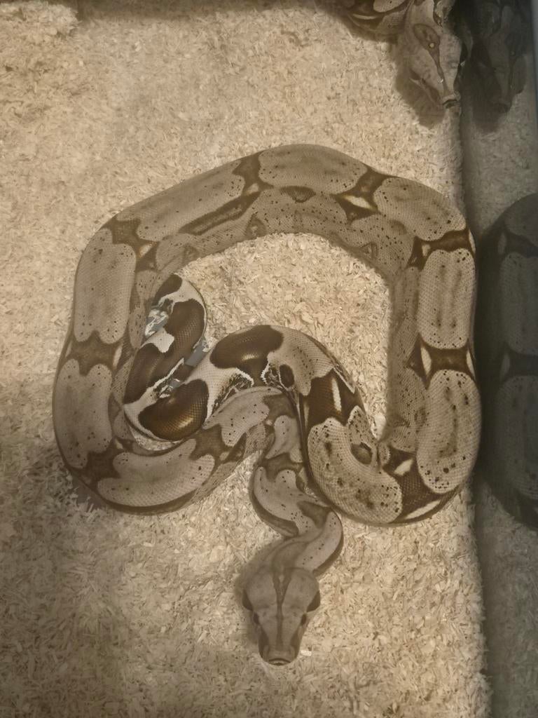 2.2 boa constrictor constrictor suriname Boa Constrictor - male for sale from Chris