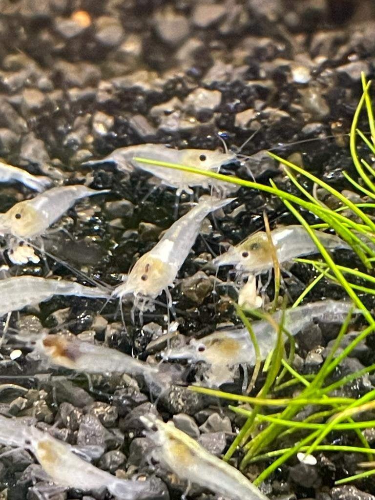 Spierwitte White Pearl "Snowball" garnalen, Kreeft, Krab of Garnaal, Zoetwatervis, Schoolvis