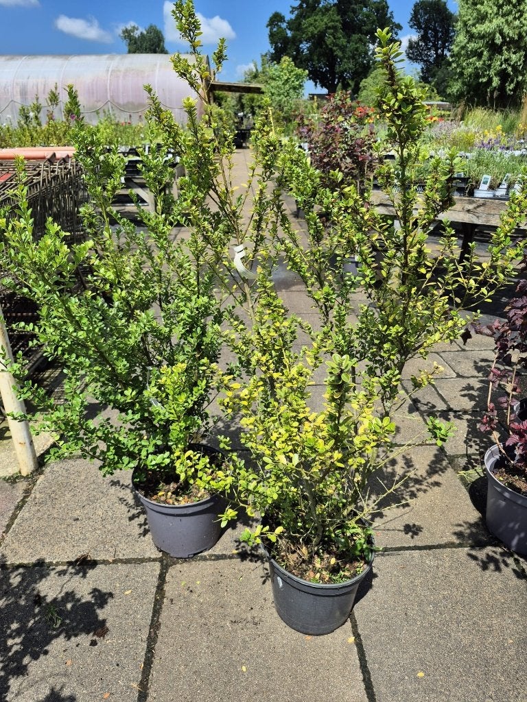 Te Koop RESTPARTIJ Ilex cren. 'Green Hedge', Tuin en Terras, Planten | Struiken en Hagen, Ophalen, Overige soorten, Struik, 100 tot 250 cm