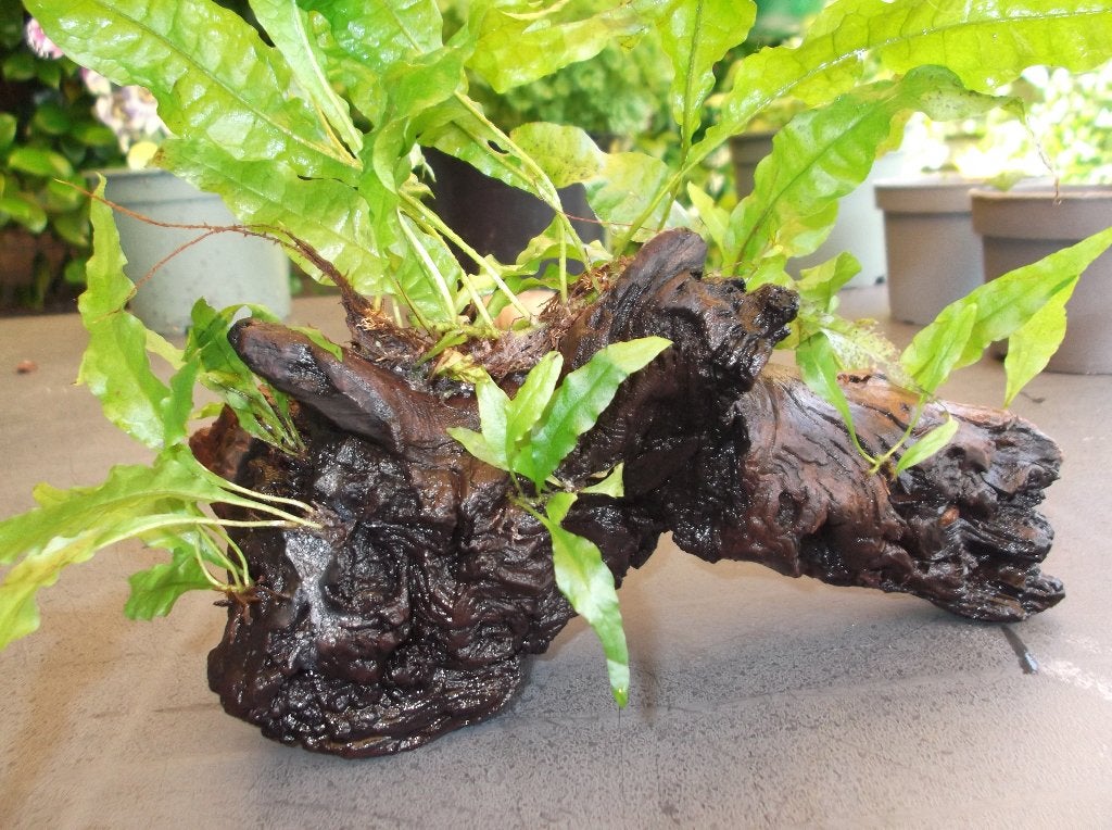 Heel mooi stuk hout met javavaren, Dieren en Toebehoren, Ophalen, Zo goed als nieuw, Plant(en), Steen of Hout