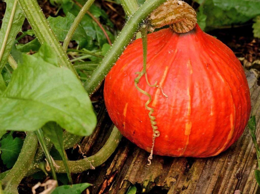 Pompoen - Hokkaido Red Kuri pompoen zaden, Tuin en Terras, Ophalen of Verzenden, Gehele jaar, Volle zon, Zaad
