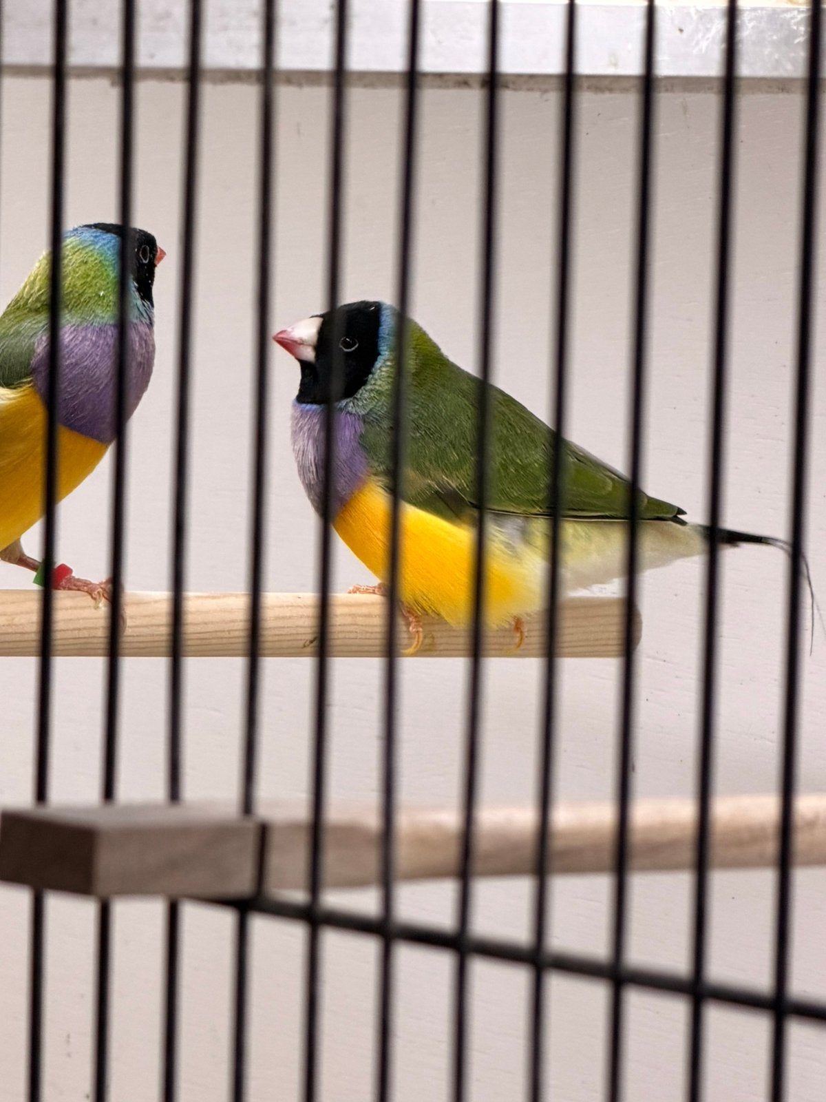 Gouldamadine bleekstuit man, Dieren en Toebehoren, Mannelijk, Geringd