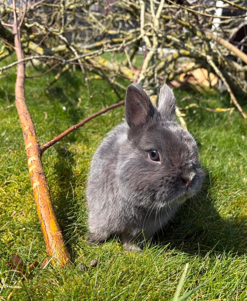 Ter dekking; ervaren blauwe kleurdwerg ram - JOUKE, Dieren en Toebehoren, Konijnen, Dwerg, Mannelijk