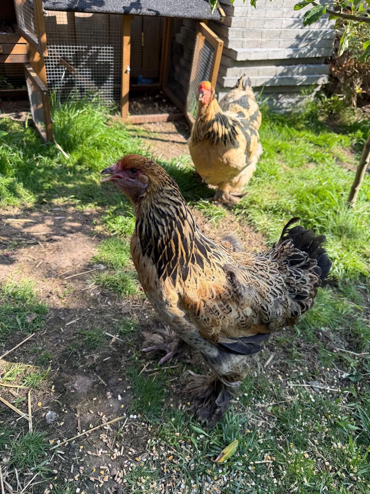 2 kippen (1,5j) met hok, Vrouwelijk, Kip