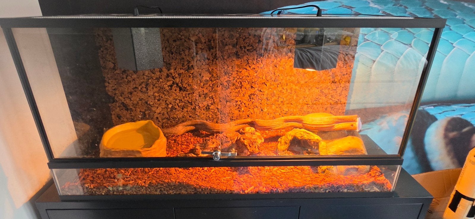 Konings Python incl. therarium en meubel Ball Python photo 6