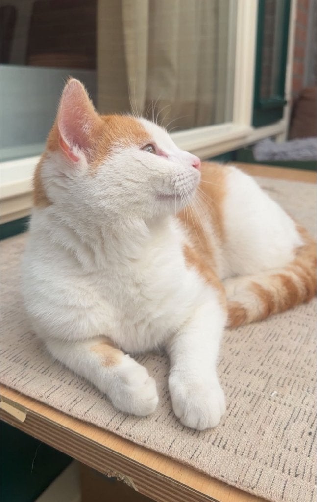 wit rode kater, Dieren en Toebehoren, Kater, 0 tot 2 jaar