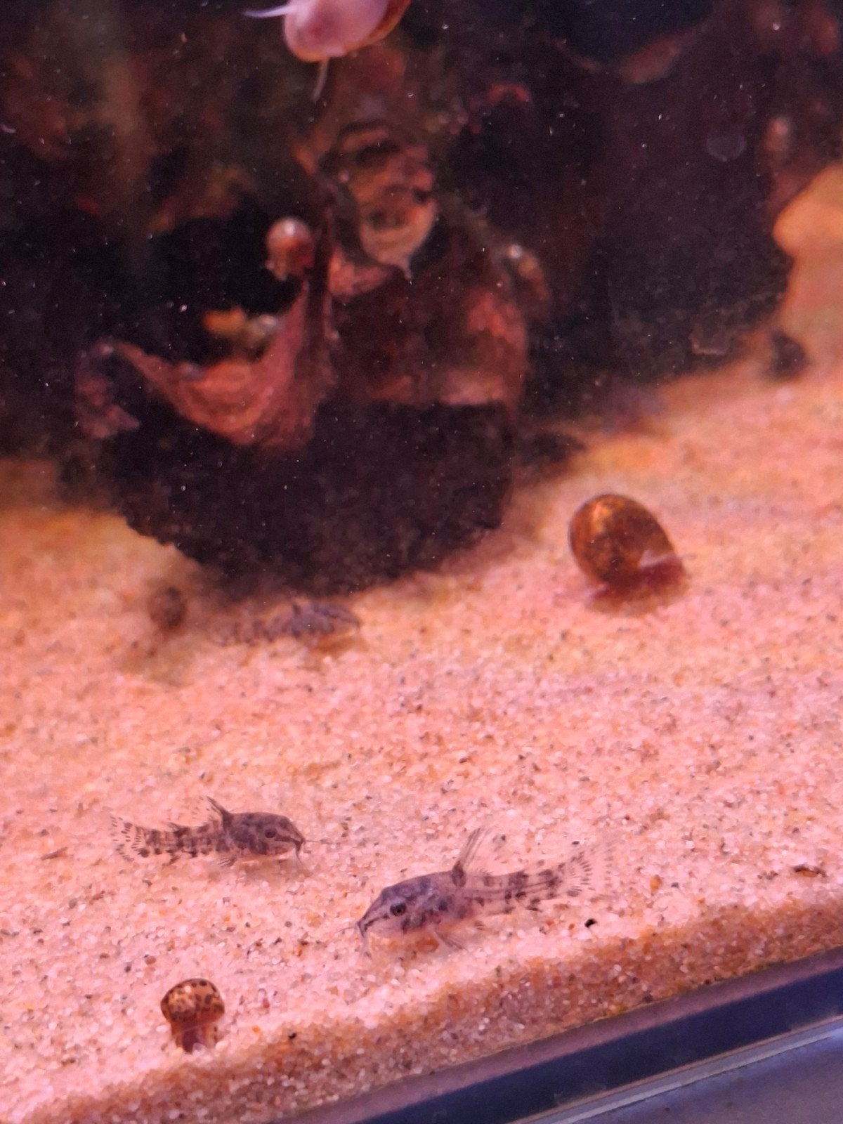 Jonge corydoras paleatus uit eigen kweek, Vis