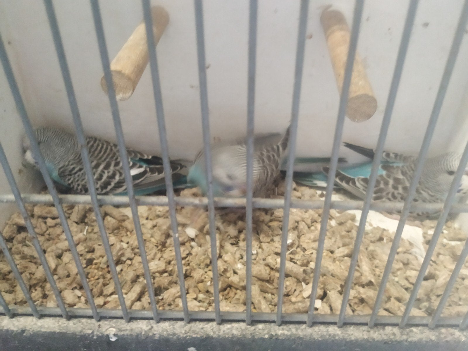 jonge grasparkietjes, Dieren en Toebehoren, Meerdere dieren, Parkiet, Tam