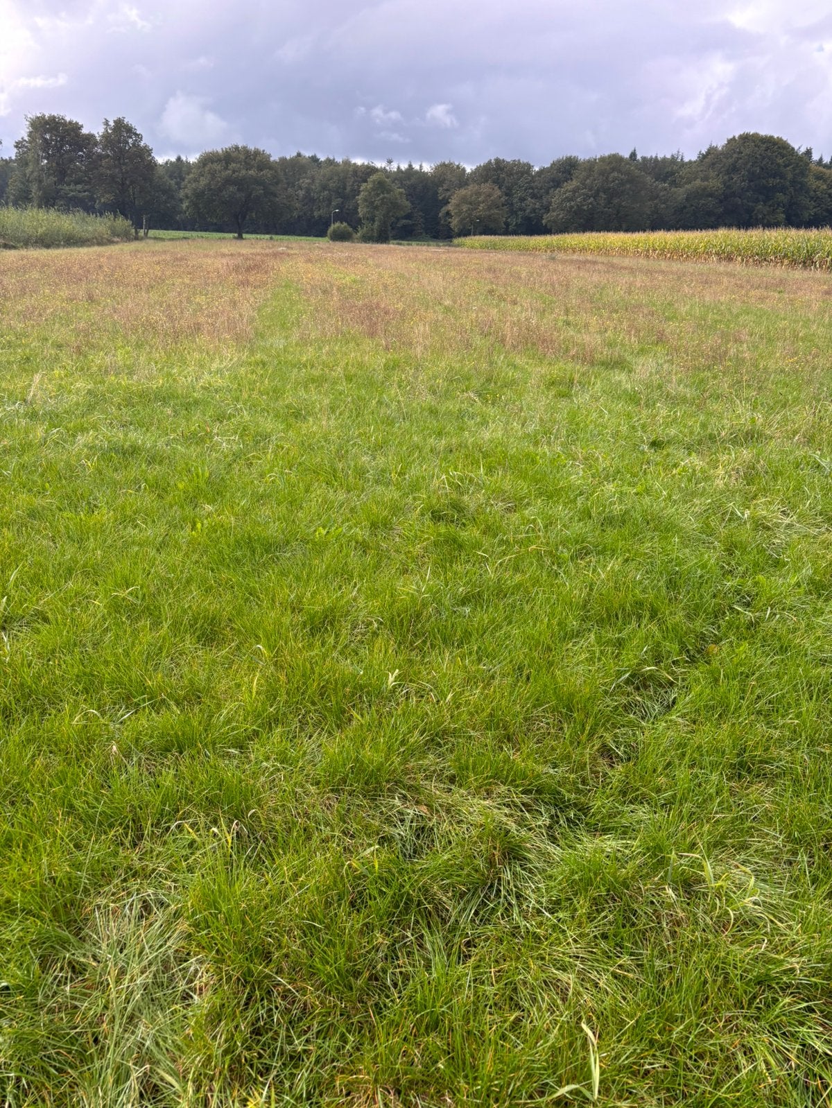 Gezocht gras op stam gradland gras hooiland maaien hooi, Dieren en Toebehoren