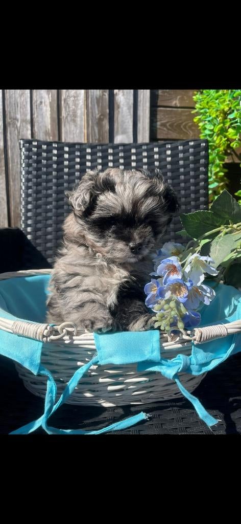 Laatste pomapoo mini. Toy poedel x pomeriaan, Dieren en Toebehoren, Honden | Chihuahua's en Gezelschapshonden, 8 tot 15 weken