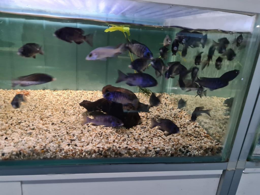 Placidochromis Phenochilus Mdoka White Lips Malawi Cichliden, Dieren en Toebehoren, Vissen | Aquariumvissen, Vis, Zoetwatervis