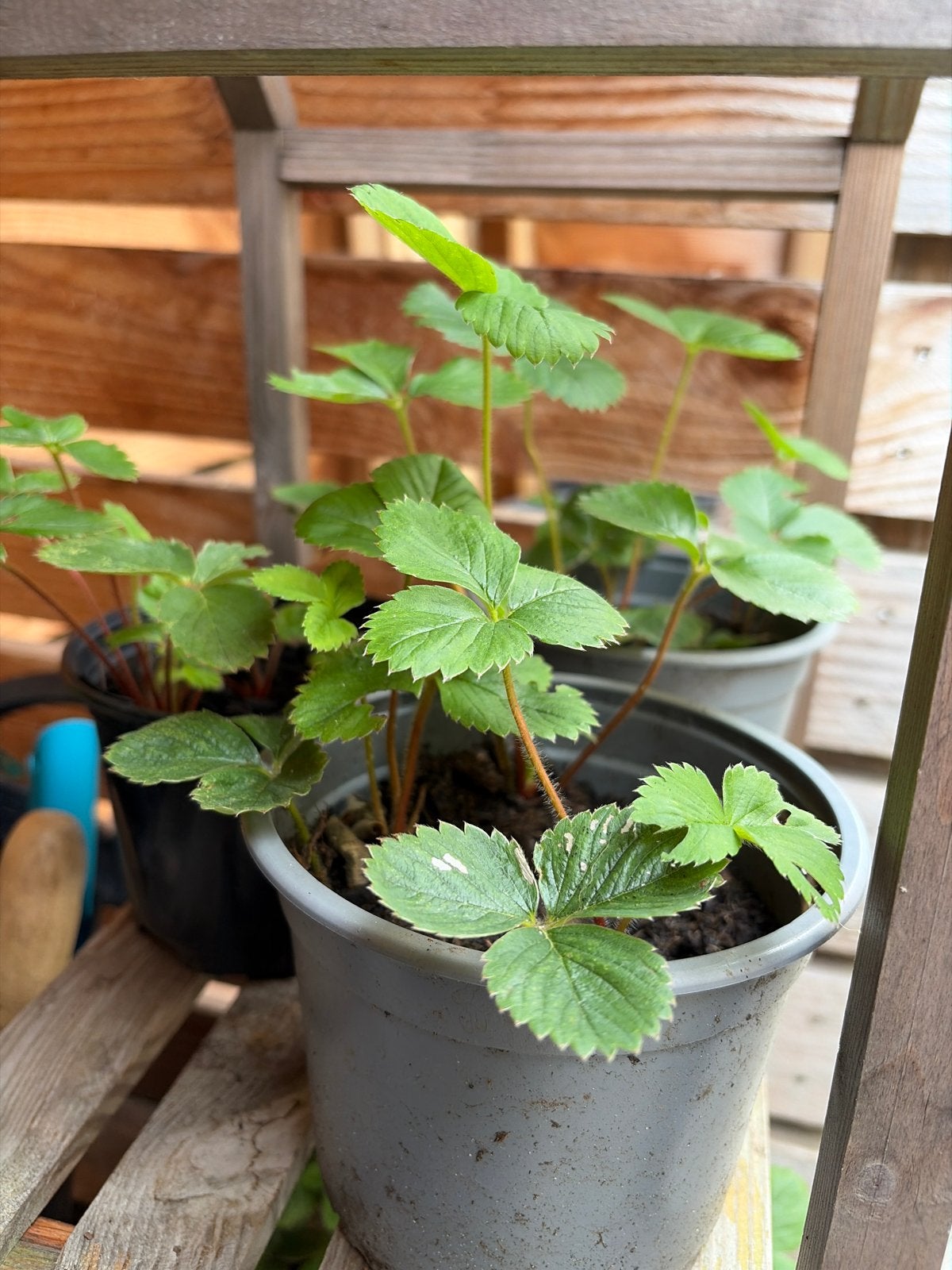 Aardbeien stekken in potten - 6 stuks, Ophalen, Volle zon, Vaste plant, Fruitplanten