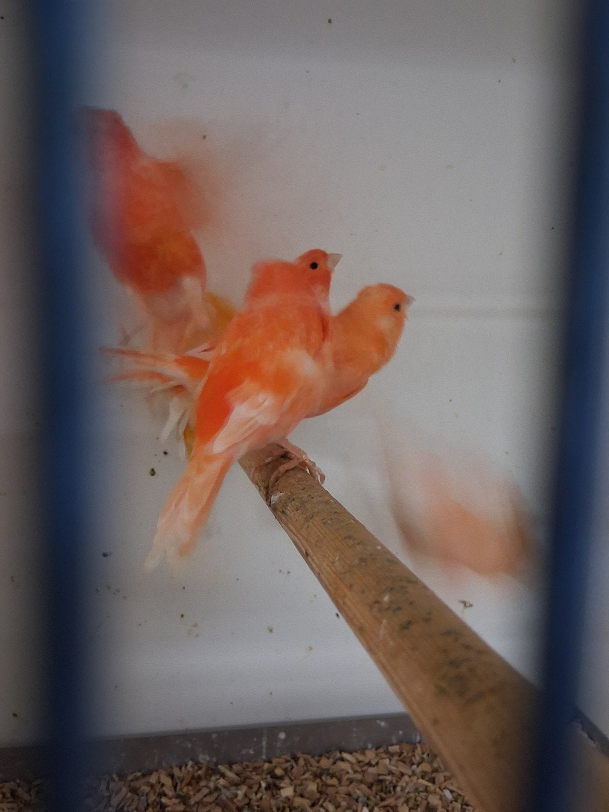 meerdere rooie kanaries, Meerdere dieren, Kleurkanarie